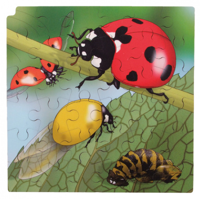 Životný cyklus lienky + AR