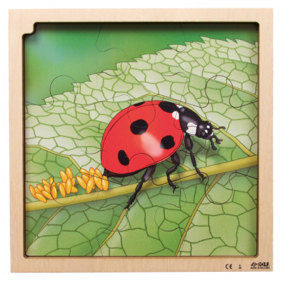 Životný cyklus lienky + AR