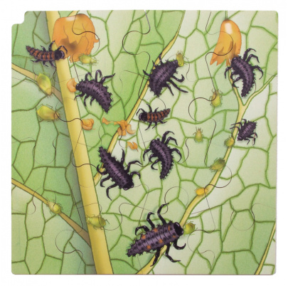 Životný cyklus lienky + AR