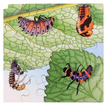 Životný cyklus lienky + AR