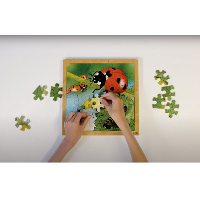 Životný cyklus lienky + AR