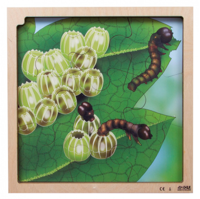 Životný cyklus motýľa + AR