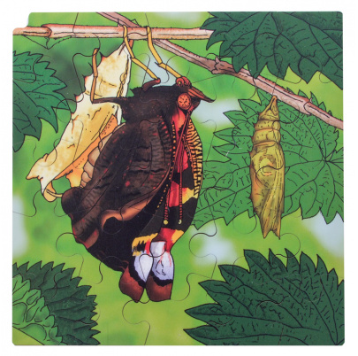 Životný cyklus motýľa + AR