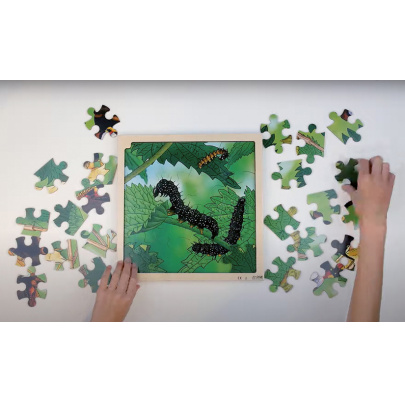 Životný cyklus motýľa + AR