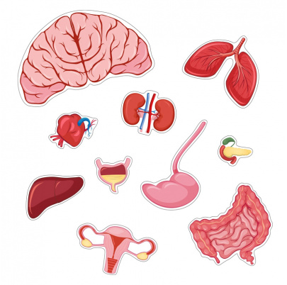Puzzle Spoznávame ľudské telo - kostra a orgány - Dievča
