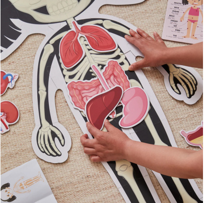 Puzzle Spoznávame ľudské telo - kostra a orgány - Dievča