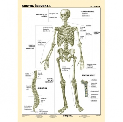 Kostra človeka, I. diel