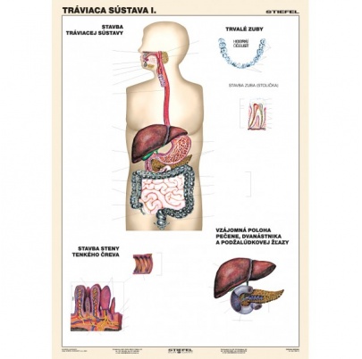 Tráviaca sústava, I. diel