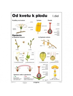 Od kvetu k plodu, I. diel