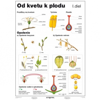 Od kvetu k plodu, I. diel