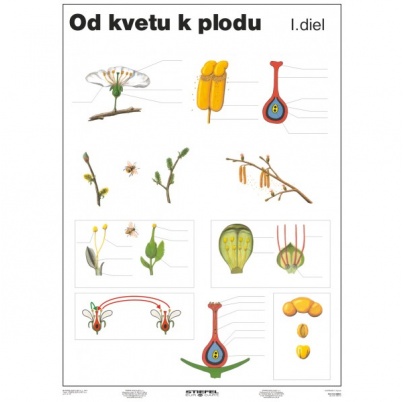 Od kvetu k plodu, I. diel