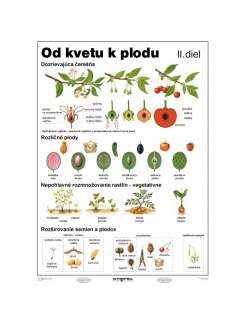 Od kvetu k plodu, II. diel