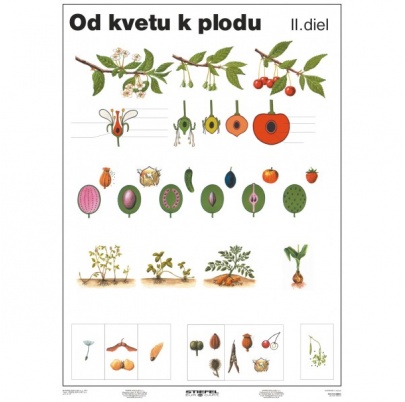 Od kvetu k plodu, II. diel