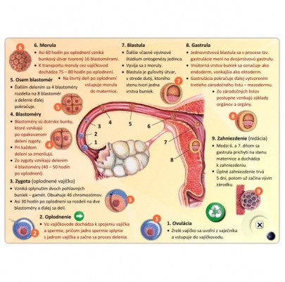 Rozmnožovacia sústava (SL)