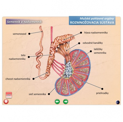 Rozmnožovacia sústava (SL)