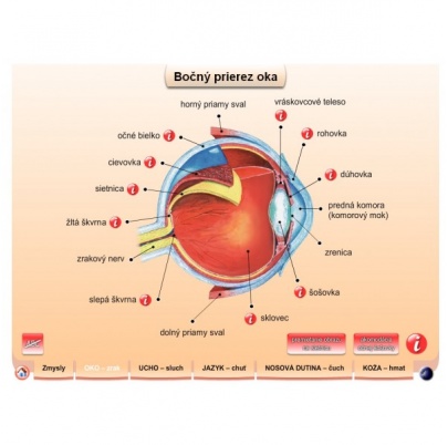 Zmyslové orgány (SL)
