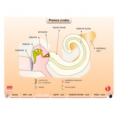 Zmyslové orgány (SL)