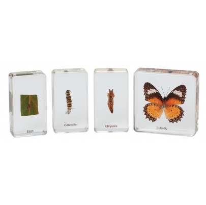 Životný cyklus motýľa