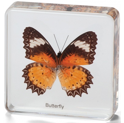 Životný cyklus motýľa