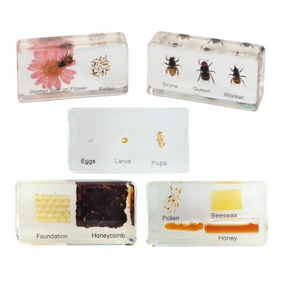 Životný cyklus včely