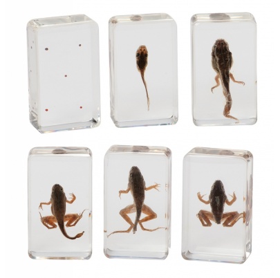 Životný cyklus žaby