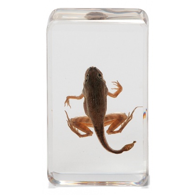 Životný cyklus žaby