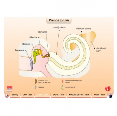 Zmyslové orgány (DL)