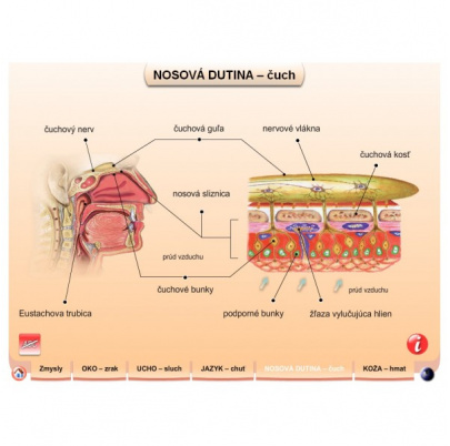 Zmyslové orgány (DL)
