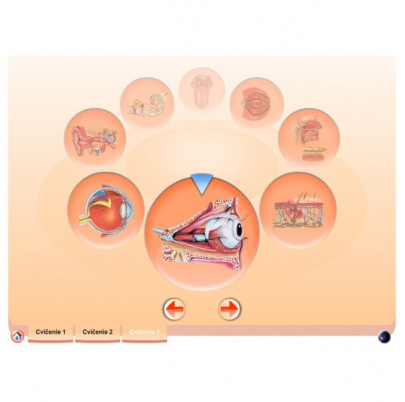 Zmyslové orgány (DL)