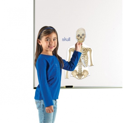 Magnety, ľudské telo