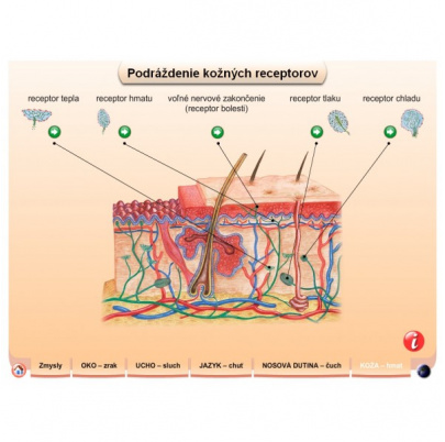 Zmyslové orgány (DL)