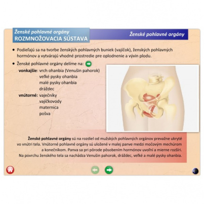 Rozmnožovacia sústava (DL)