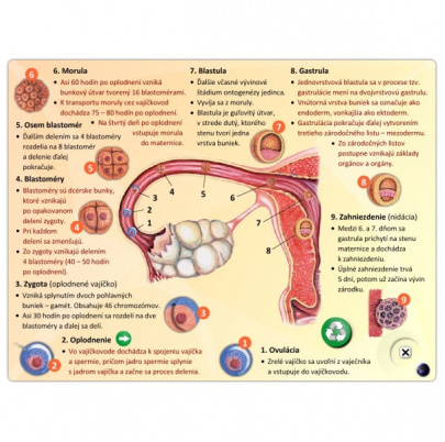 Rozmnožovacia sústava (DL)