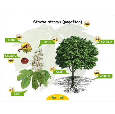 Živá príroda pre MŠ (SIA5)