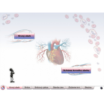 Cievna sústava (DL)