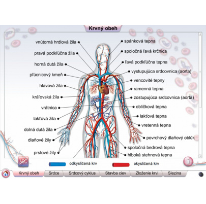 Cievna sústava (DL)