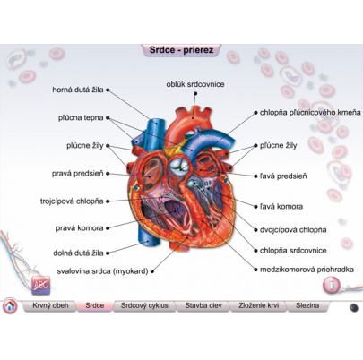 Cievna sústava (DL)