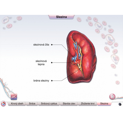 Cievna sústava (DL)
