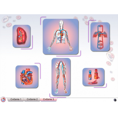 Cievna sústava (DL)