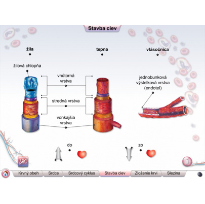 Cievna sústava (SL)