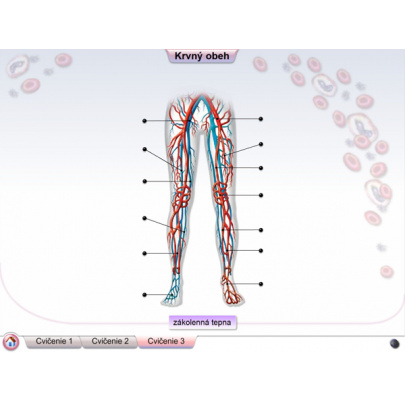 Cievna sústava (SL)