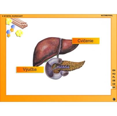 Tráviaca sústava (SL)