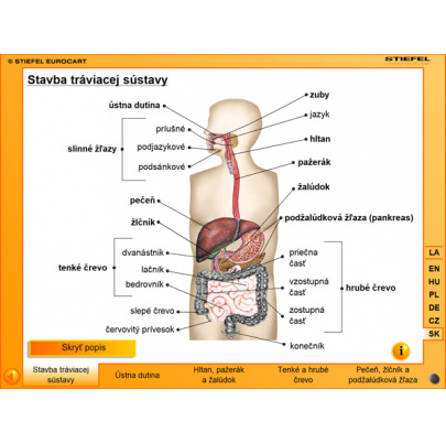 Tráviaca sústava (SL)