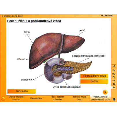 Tráviaca sústava (SL)