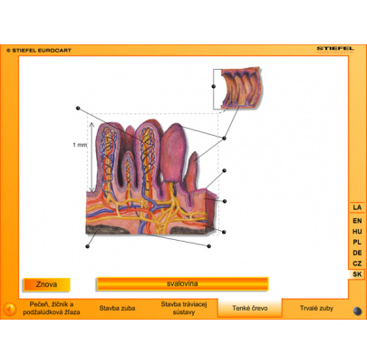 Tráviaca sústava (SL)