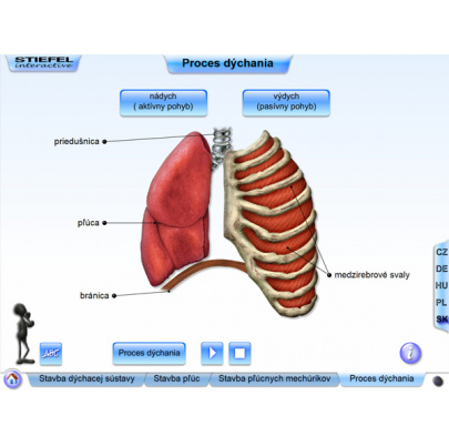 Dýchacia sústava (DL)