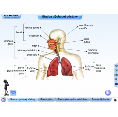 Dýchacia sústava (SL)