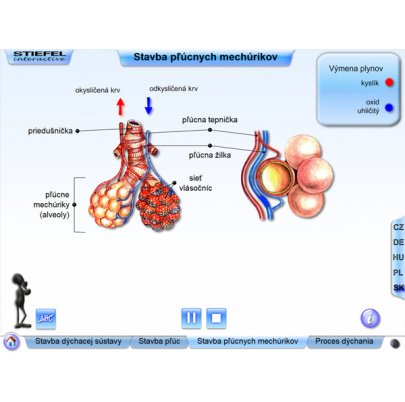 Dýchacia sústava (SL)