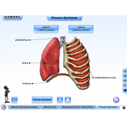 Dýchacia sústava (SL)