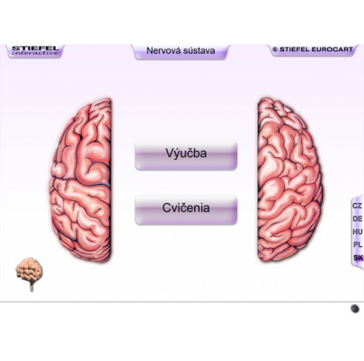 Nervová sústava (DL)